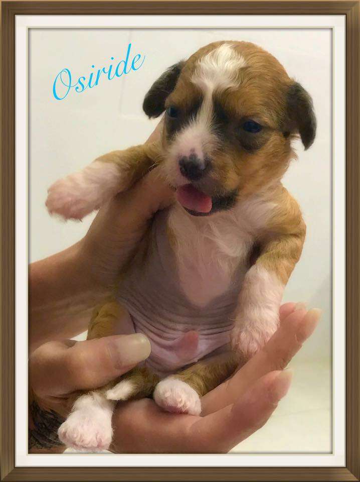 Osiride dio del grano di casa megi