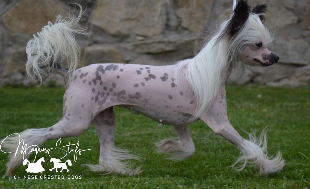 Magnus Staff Viva la Vita