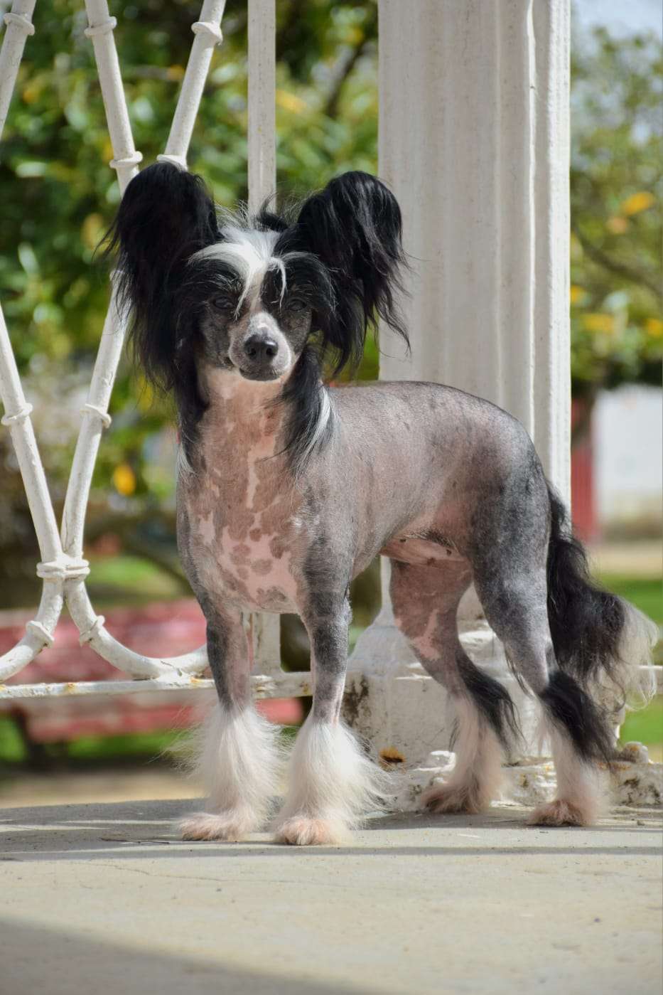 Magnus Staff Veni Vidi Vici