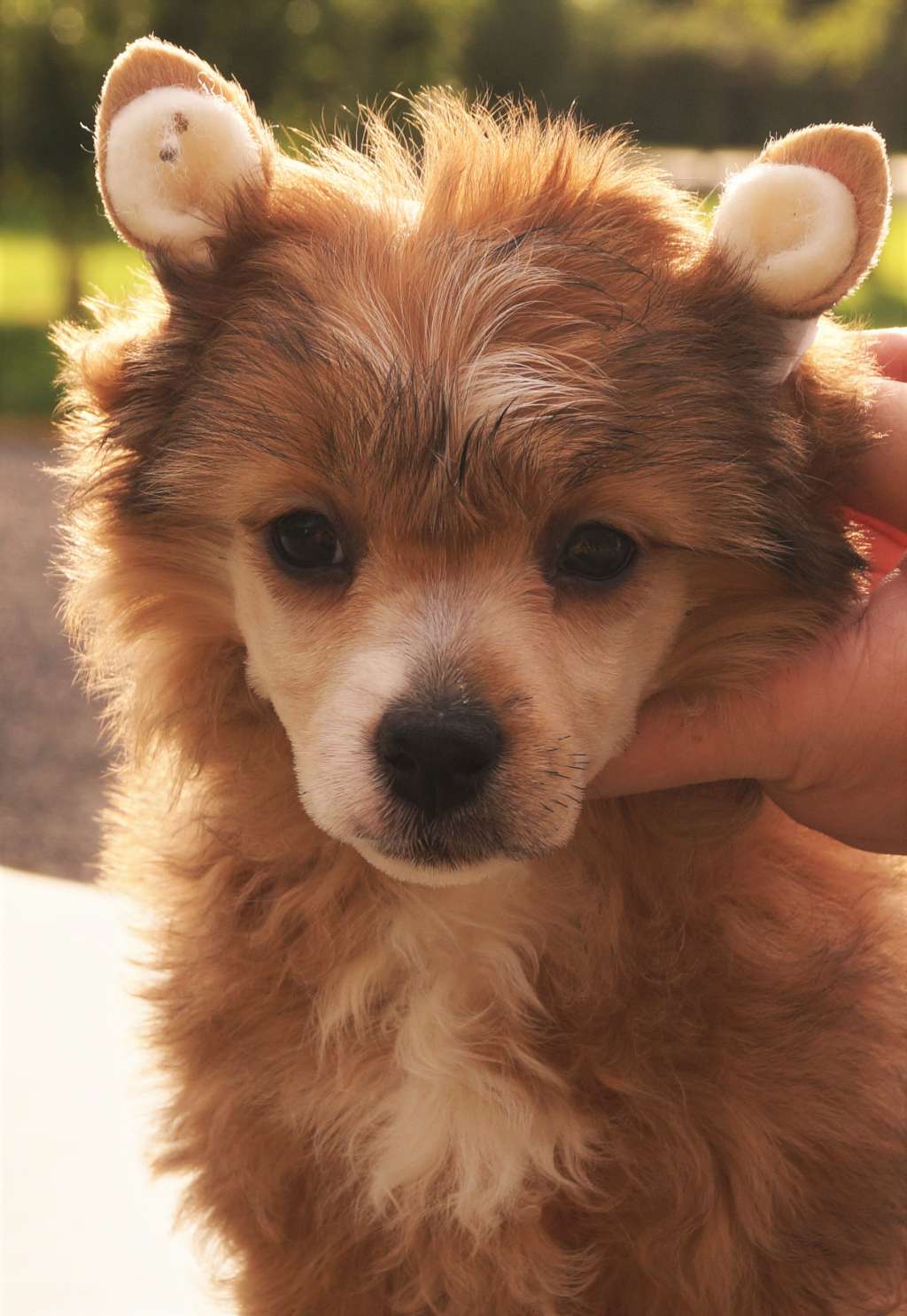 Talltales Swing Time