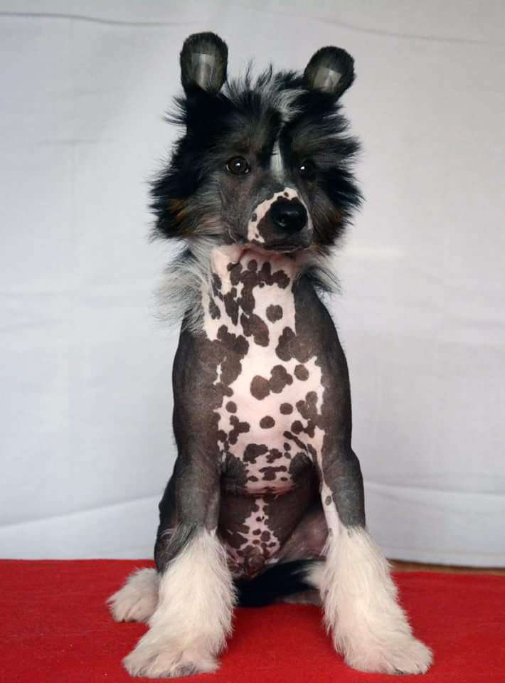 Desperado  Gerardesky