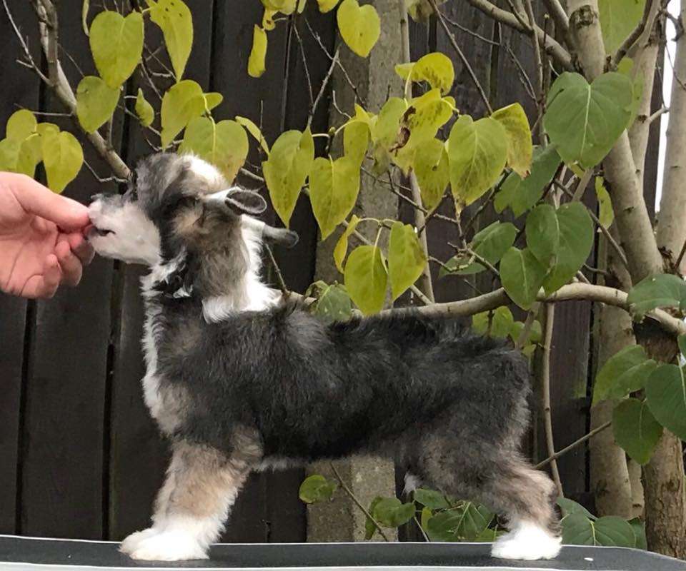 Shengson's First Edition