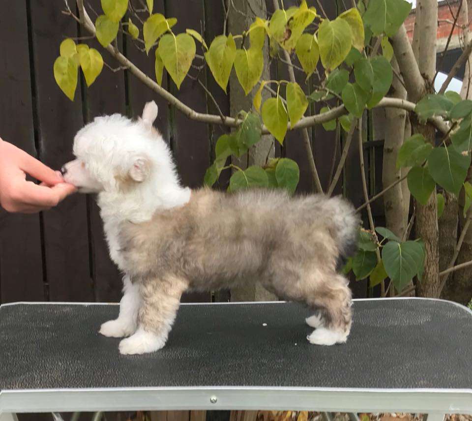 Shengson's First With Sass