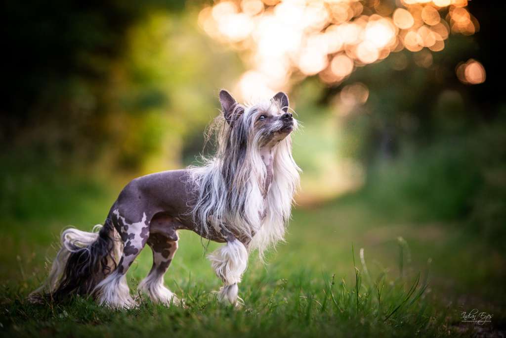 Eliot Mini Pretty Sweet