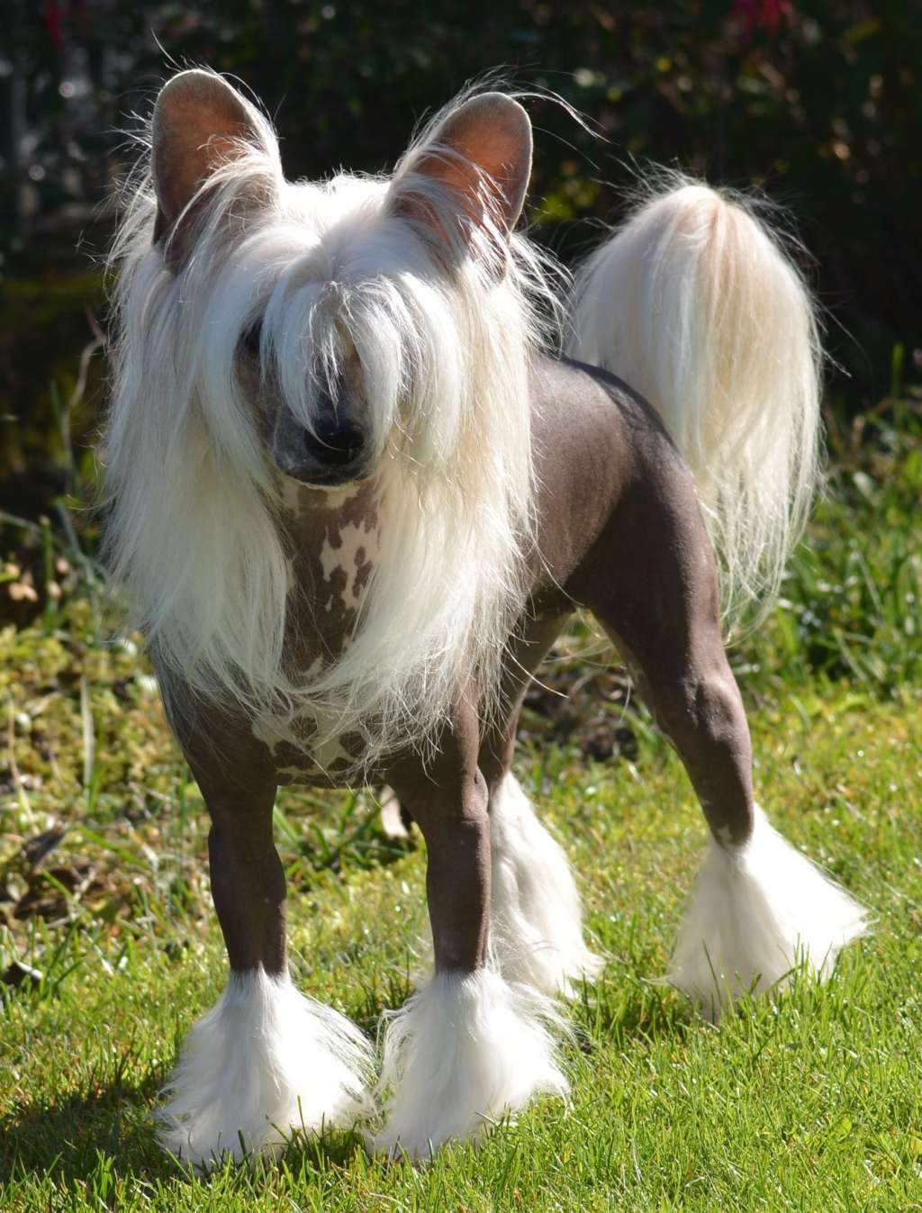 Ch Cute Goblins Pandora