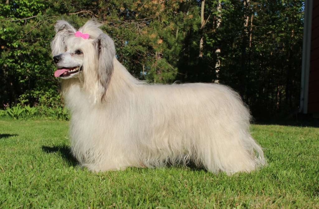 Maybell's Frost Flower