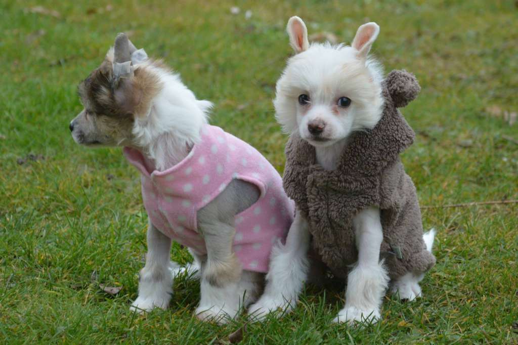 Cute Goblins Mr. Pink