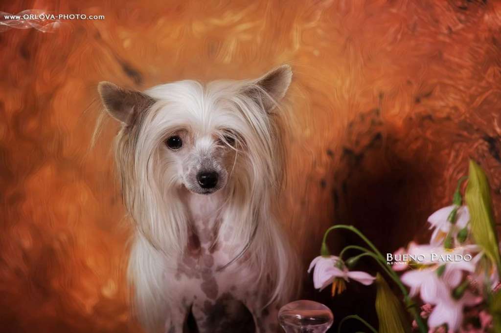 My Vanity Fair Afrodita