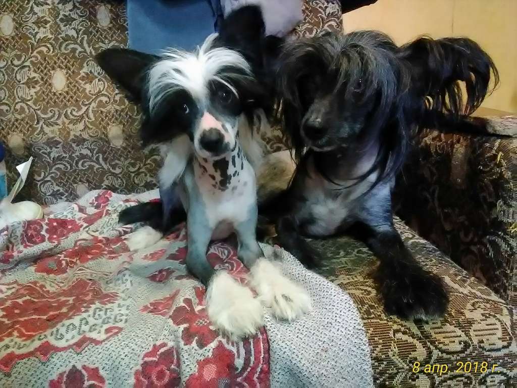 Jasmine Princess of Heart