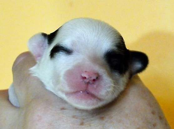 Dafne Modrá Laguna Moravia