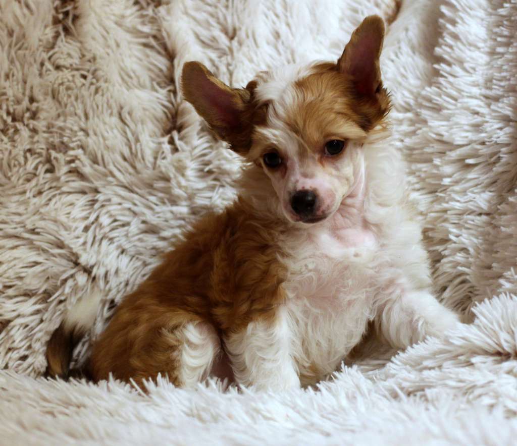 Artic Flyer's Stolen Heart