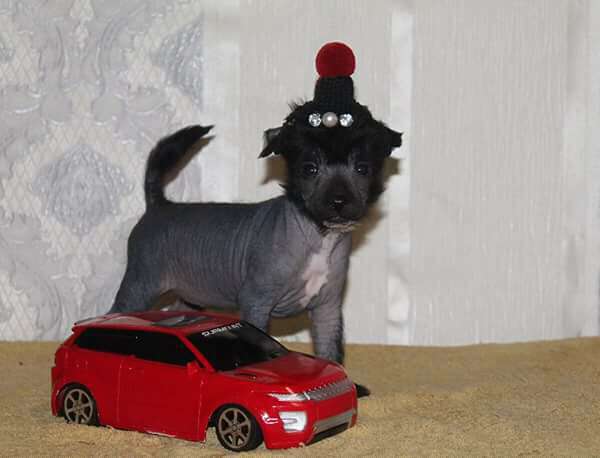 Desire Molosos Gratzi