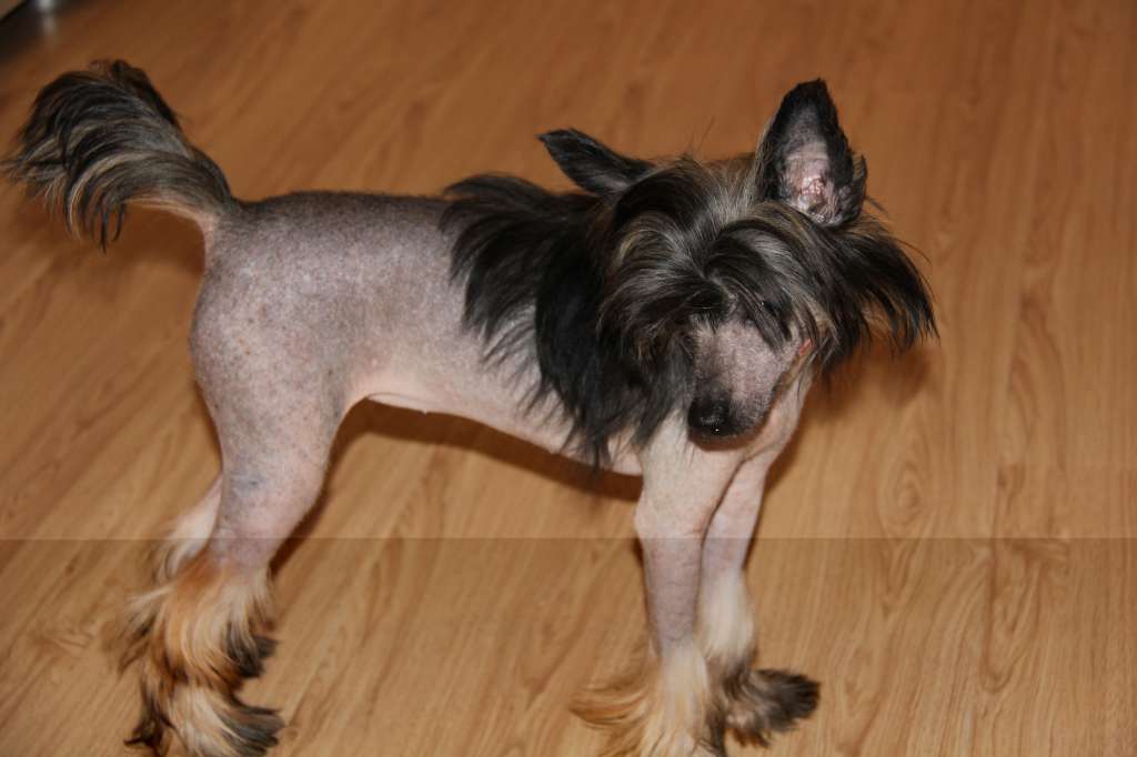 Chernicnaj  Gimshugina