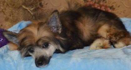 Chenzhelis Suzy Gold