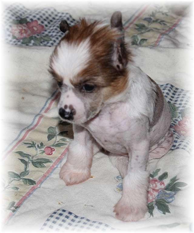 Ni Li des Zéphyrs de l'Olympe