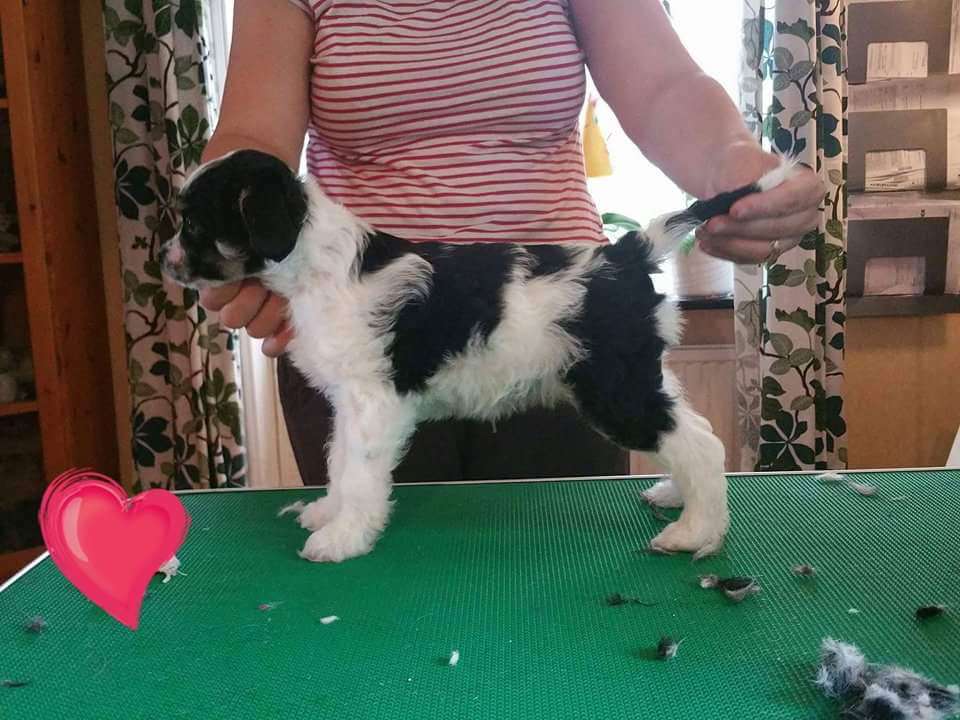 Team Moalands Some Kind Of Monster