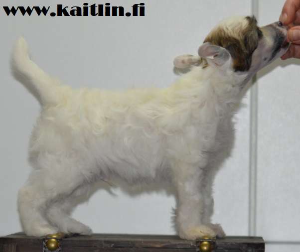 Kaitlin Royal Straightness