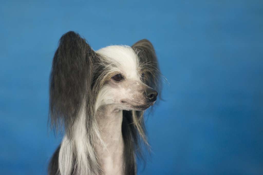 Gidaori Lirika Lilac