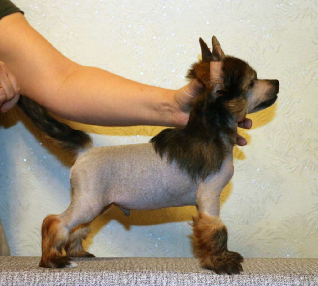 Gidaori Marengo Eyes