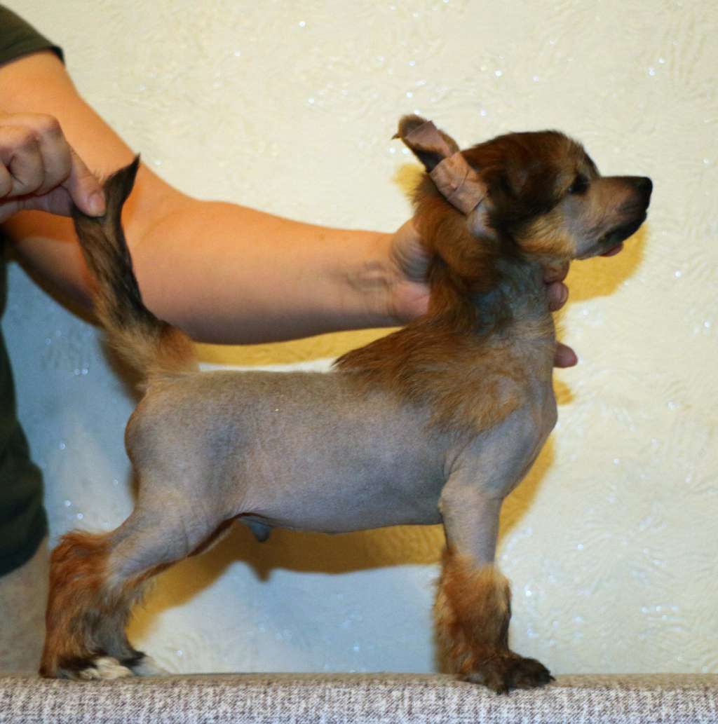 Gidaori McQueen Lightning