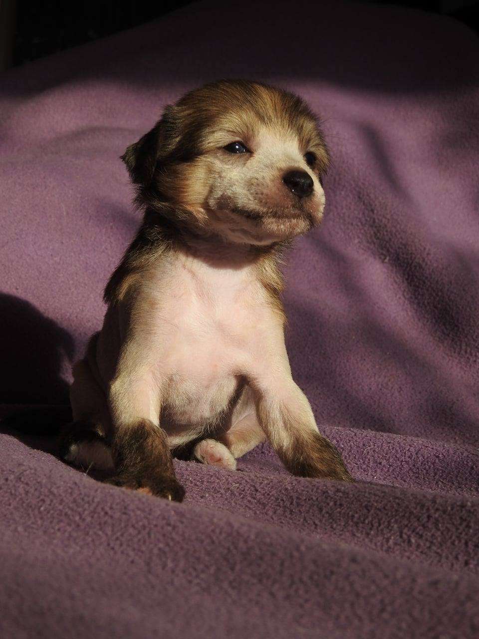 Adonis Creed Leo Cordis