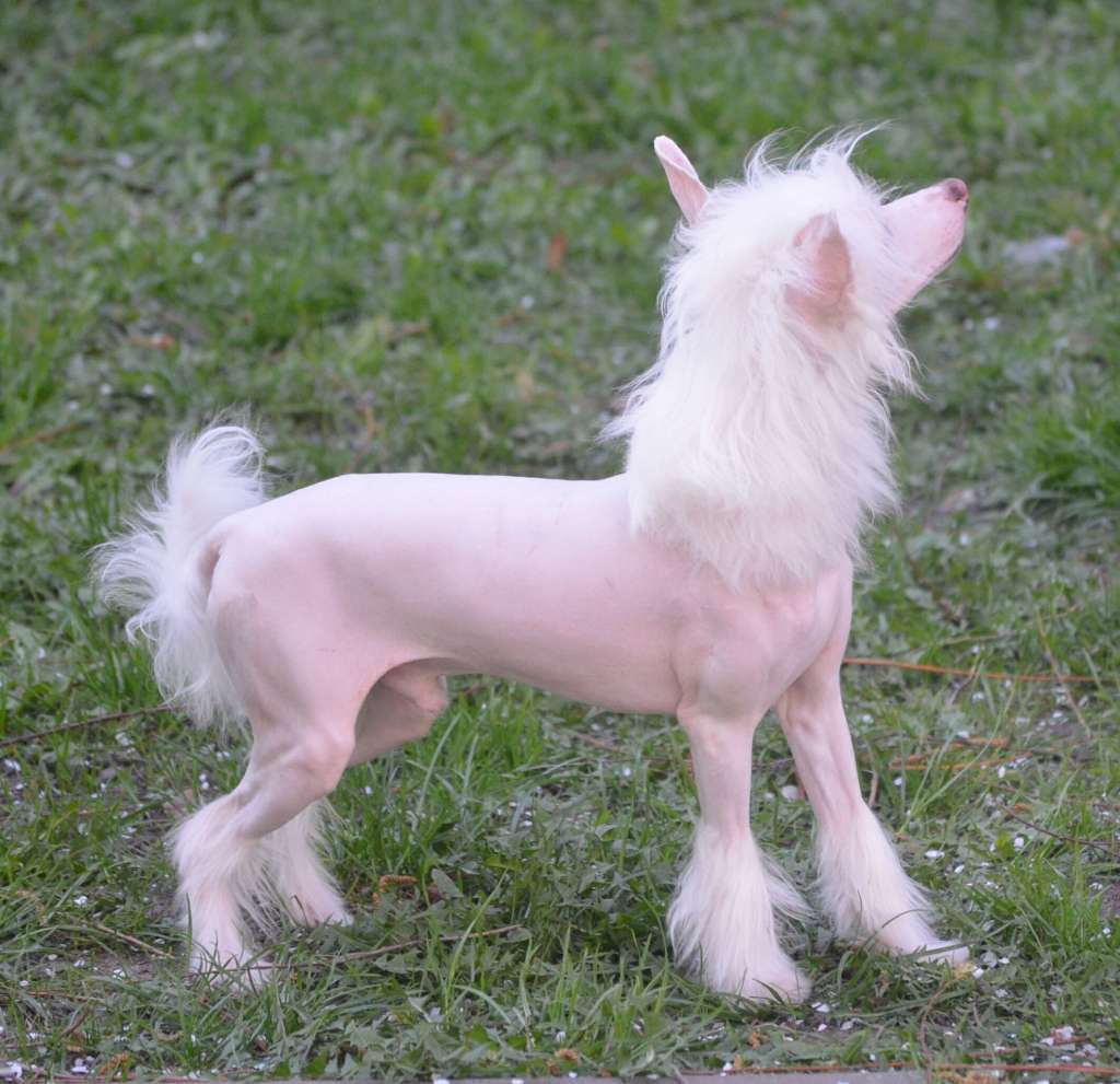 Magic of Success Fabian