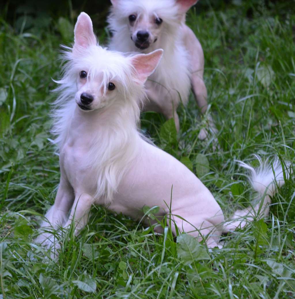 Magic of Success Florentina