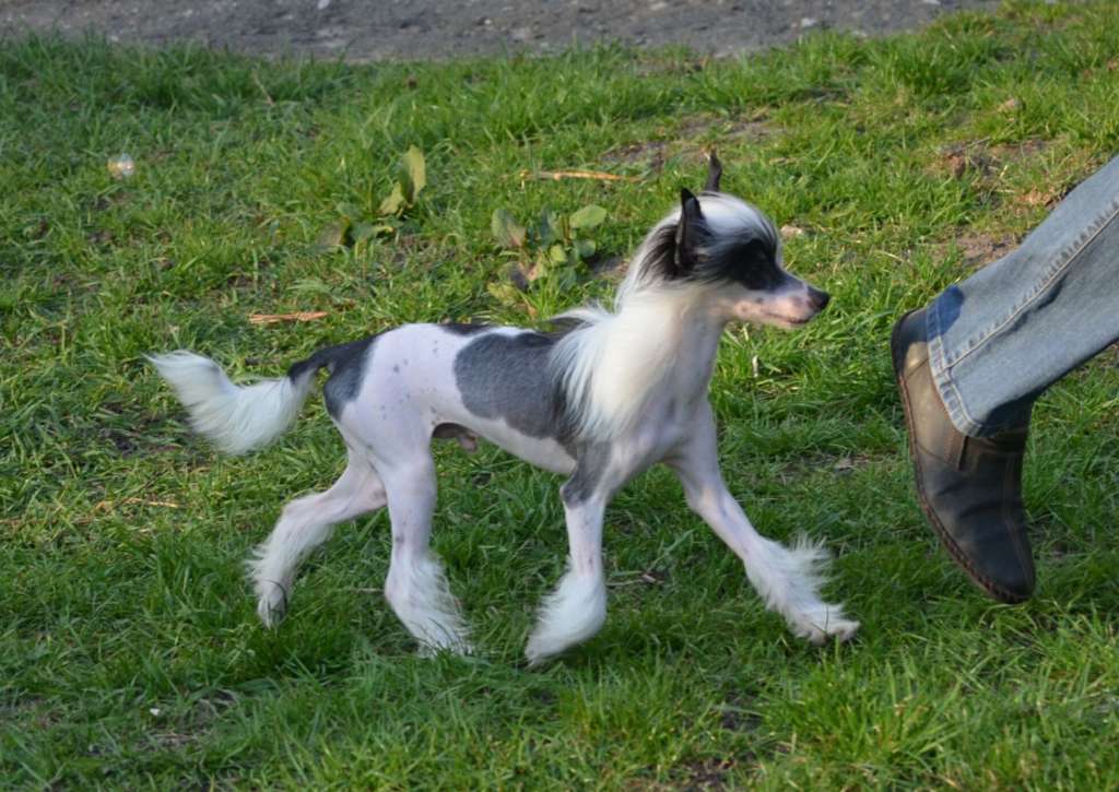 Magic of Success Filbert