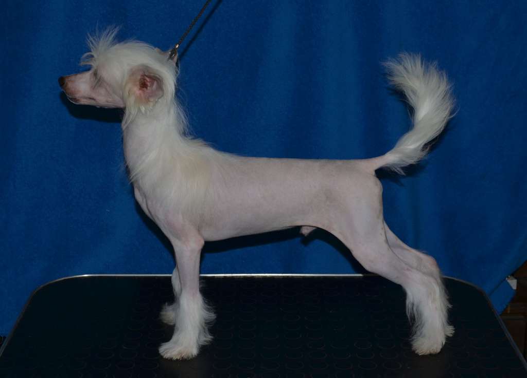 Magic of Success Frederic