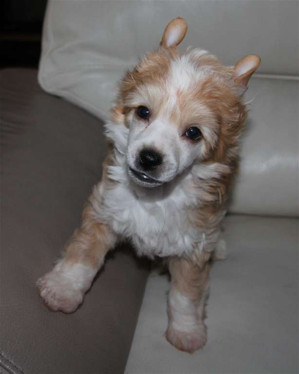 Newky Brown des Zéphyrs de l'Olympe