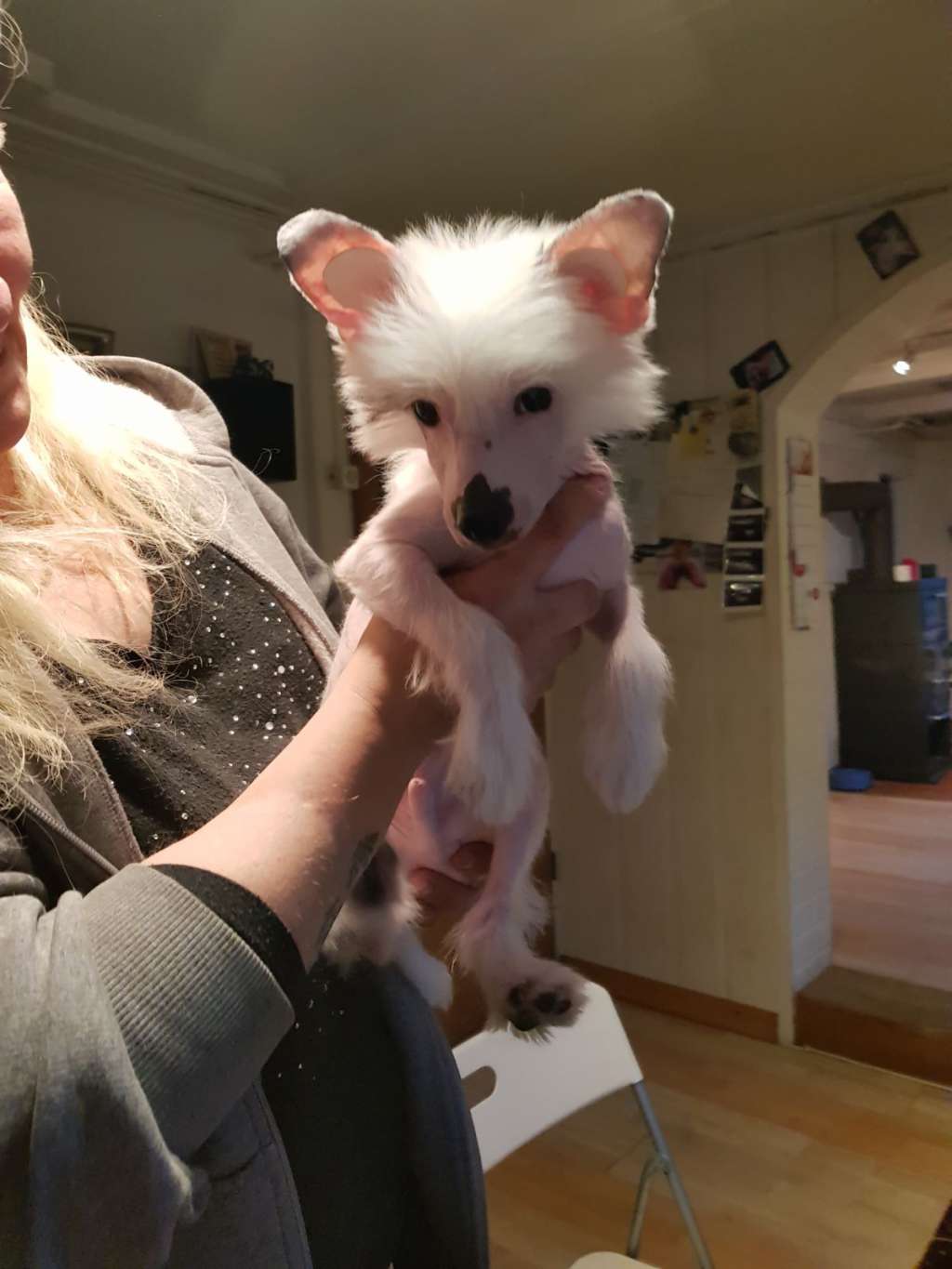 Connor the Punk To Be My Dream