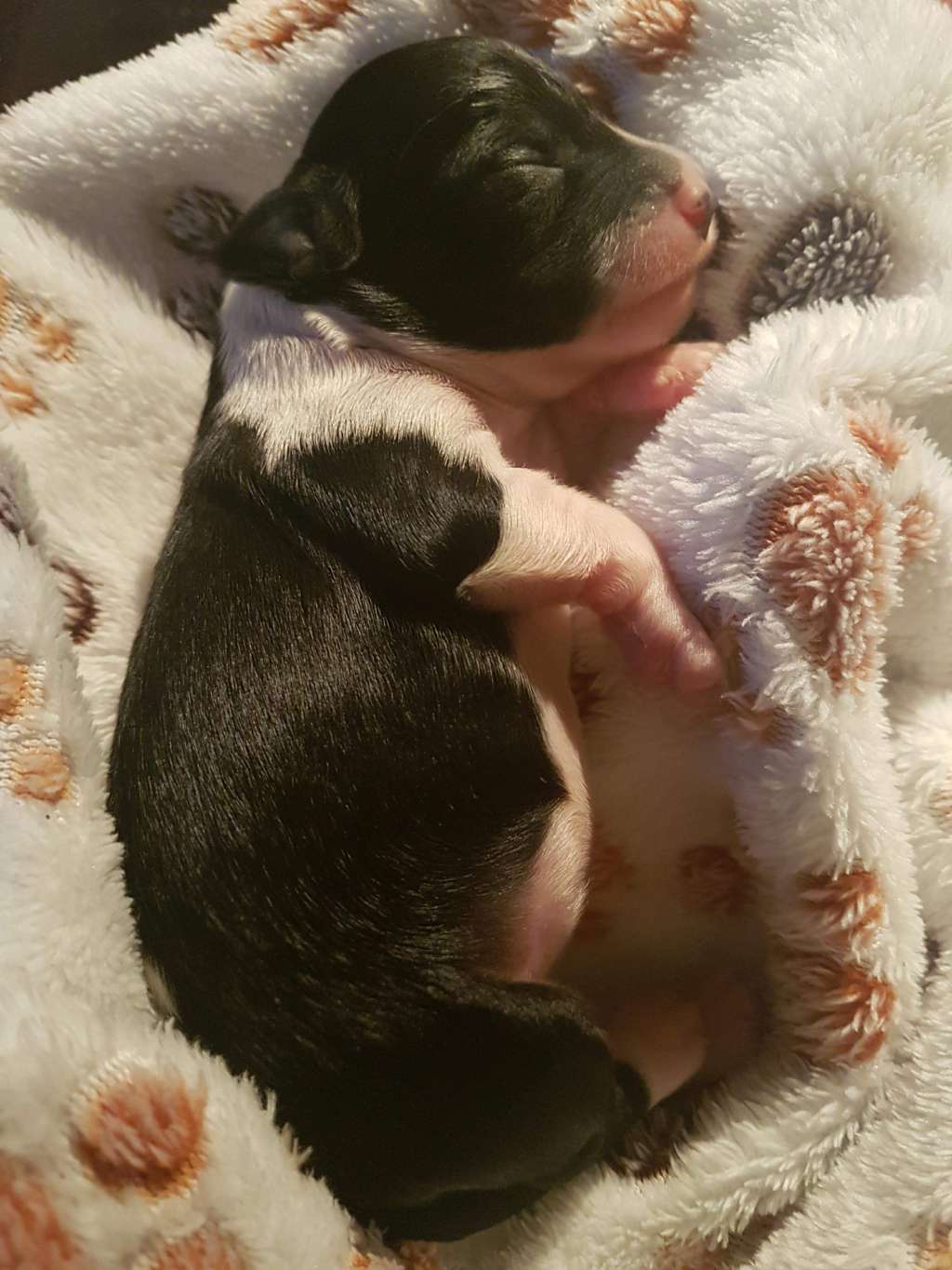 Charming Queen To Be My Dream