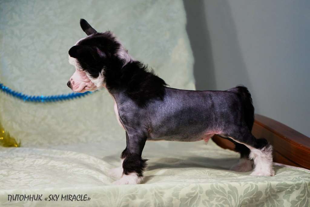 Sky Miracle Yukio Winning Smile