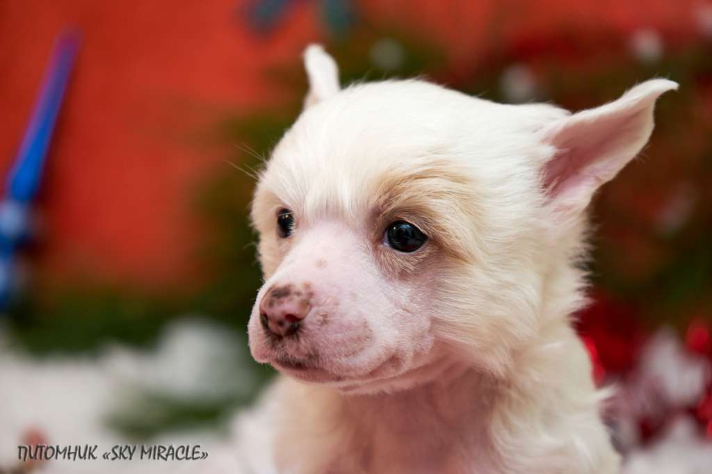 Sky Miracle Yulika Harmony Of Soul