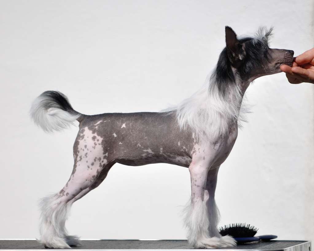 Oblivion Deadly Creature