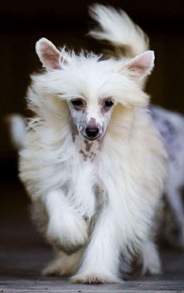 King's Tink Toy Sophia Love