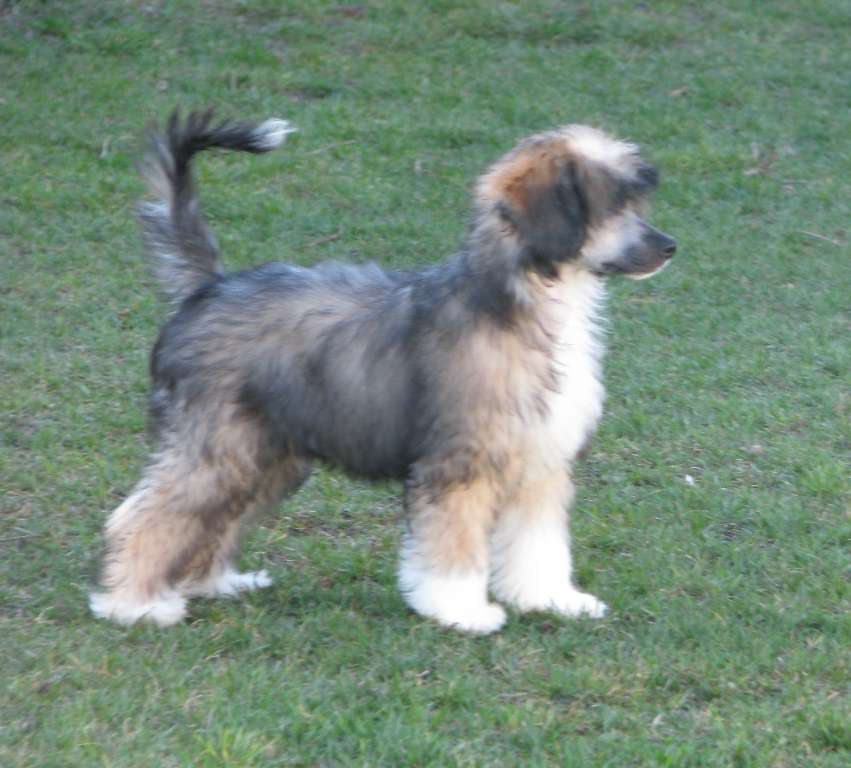 Tanish Exotic World FCI