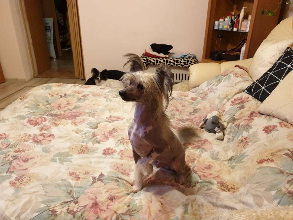 Tamal Exotic World FCI