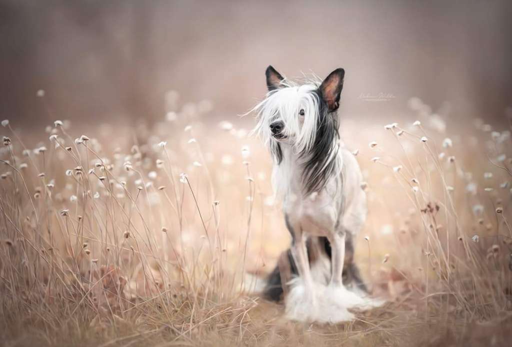 Crazy Cresteds Excalibur Tinu