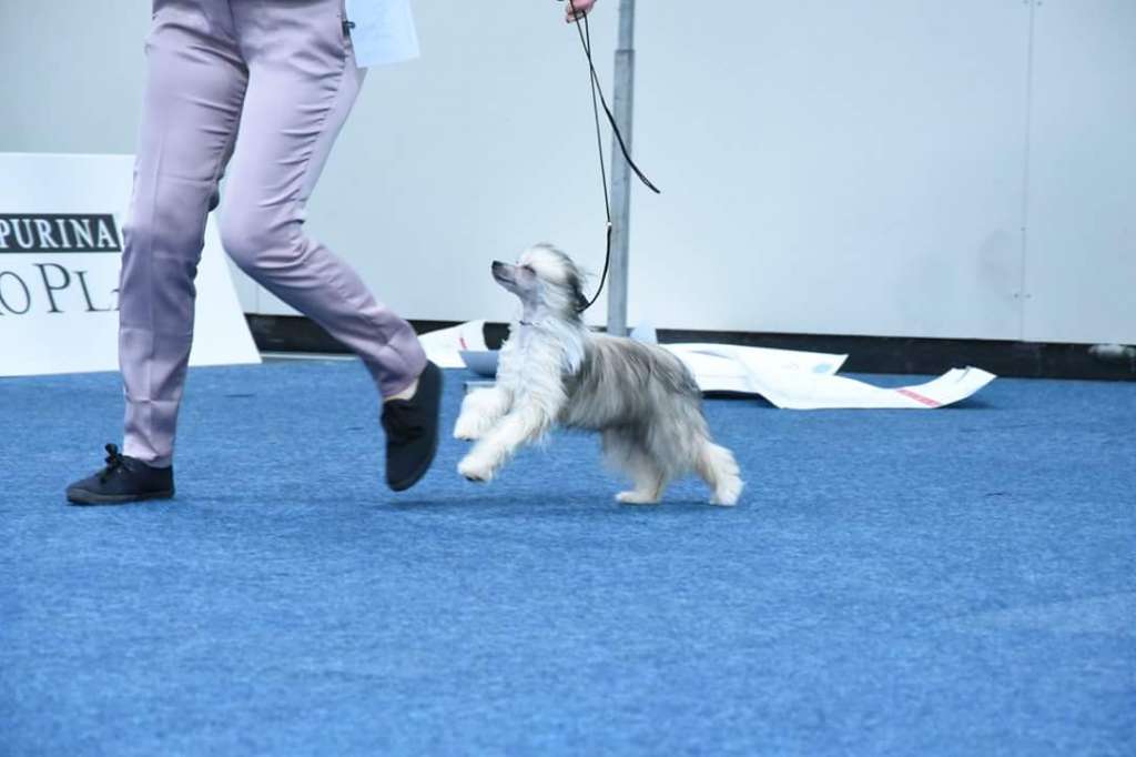 Crazy Cresteds Enya Tinu