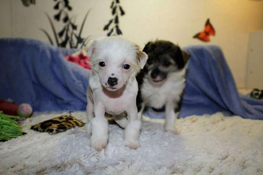 Crazy cresteds Embala Tinu