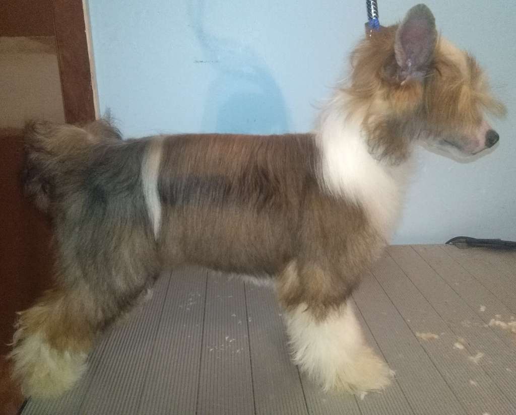 Raven's Good Omen Of Charity