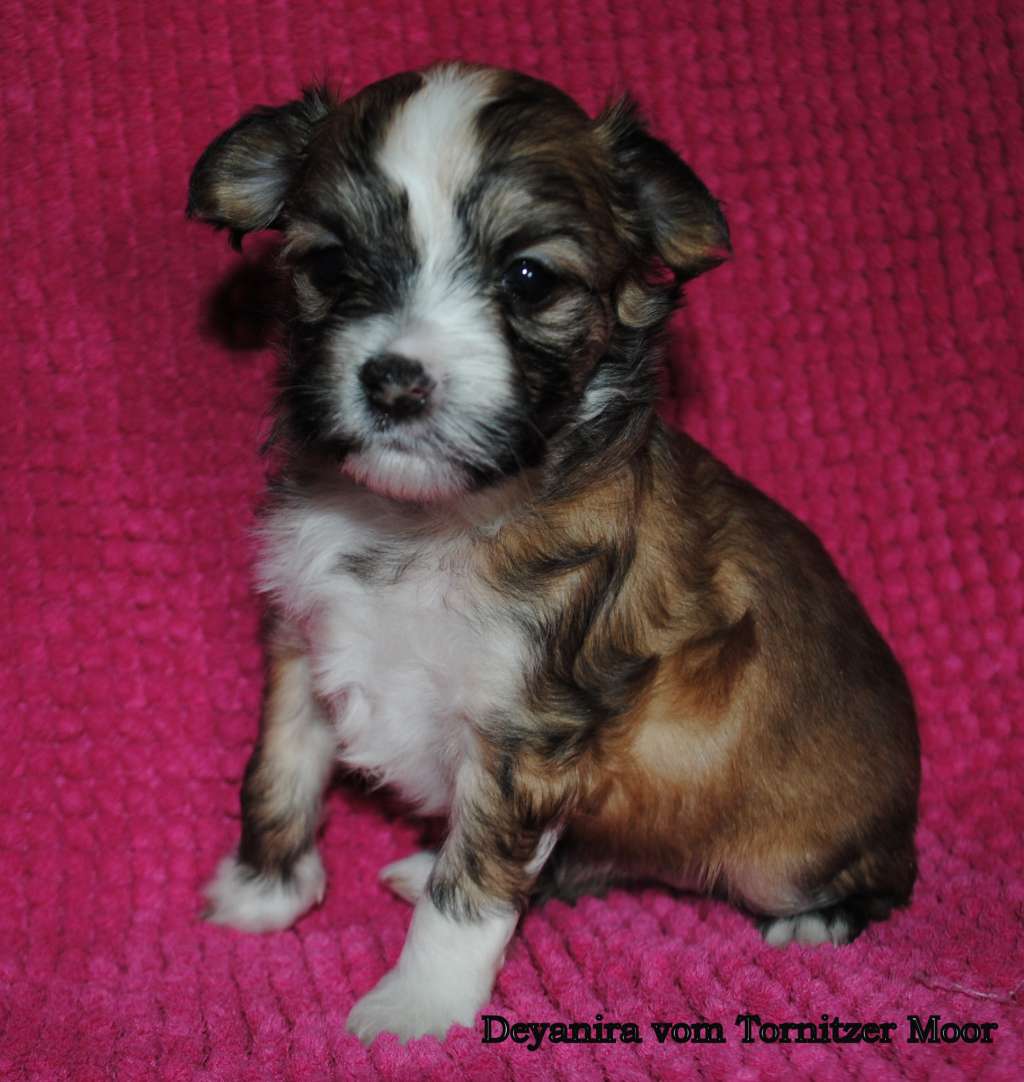 Deyanira vom Tornitzer Moor