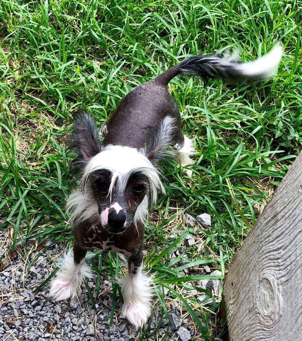 Raven's Wonder Whats  Next at Cosmic