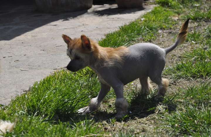 Ursula Andress Delle Fate E Dei Folletti