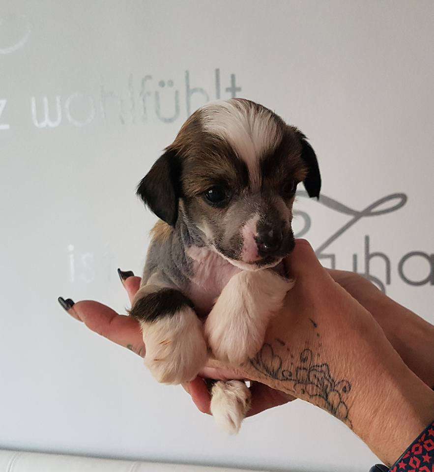 Bubbling Spirit Jay Z