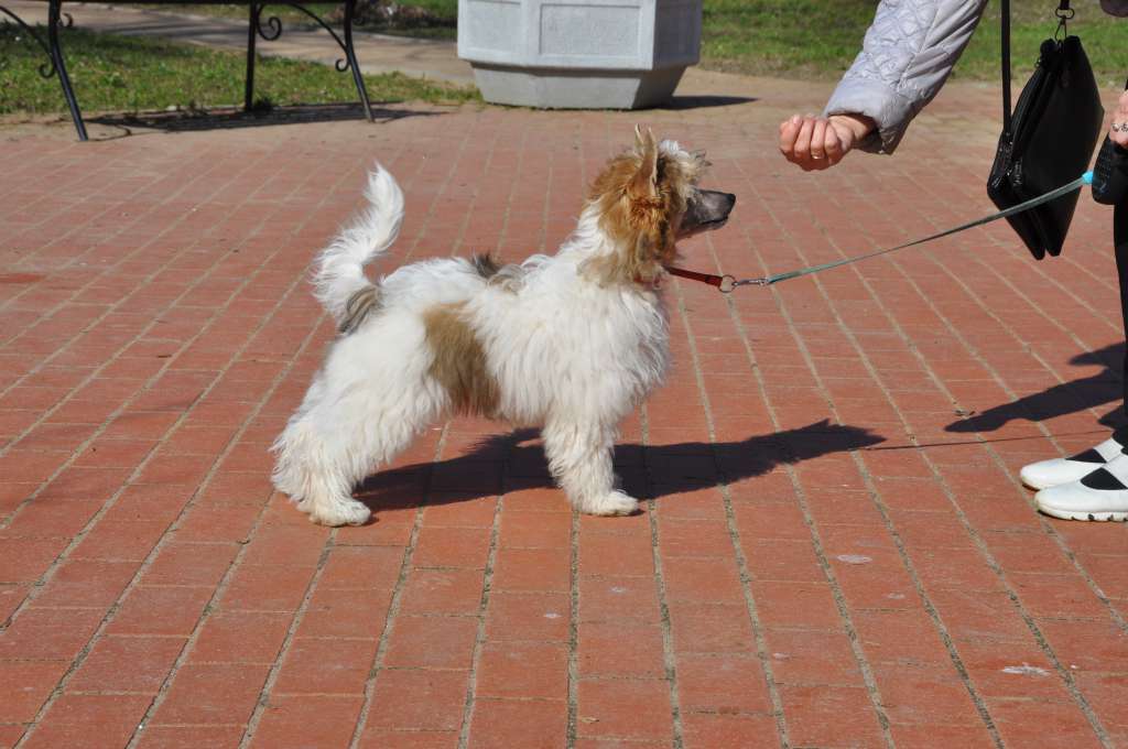 Sapfir iz Tsarskogo Sela Yan Patrik