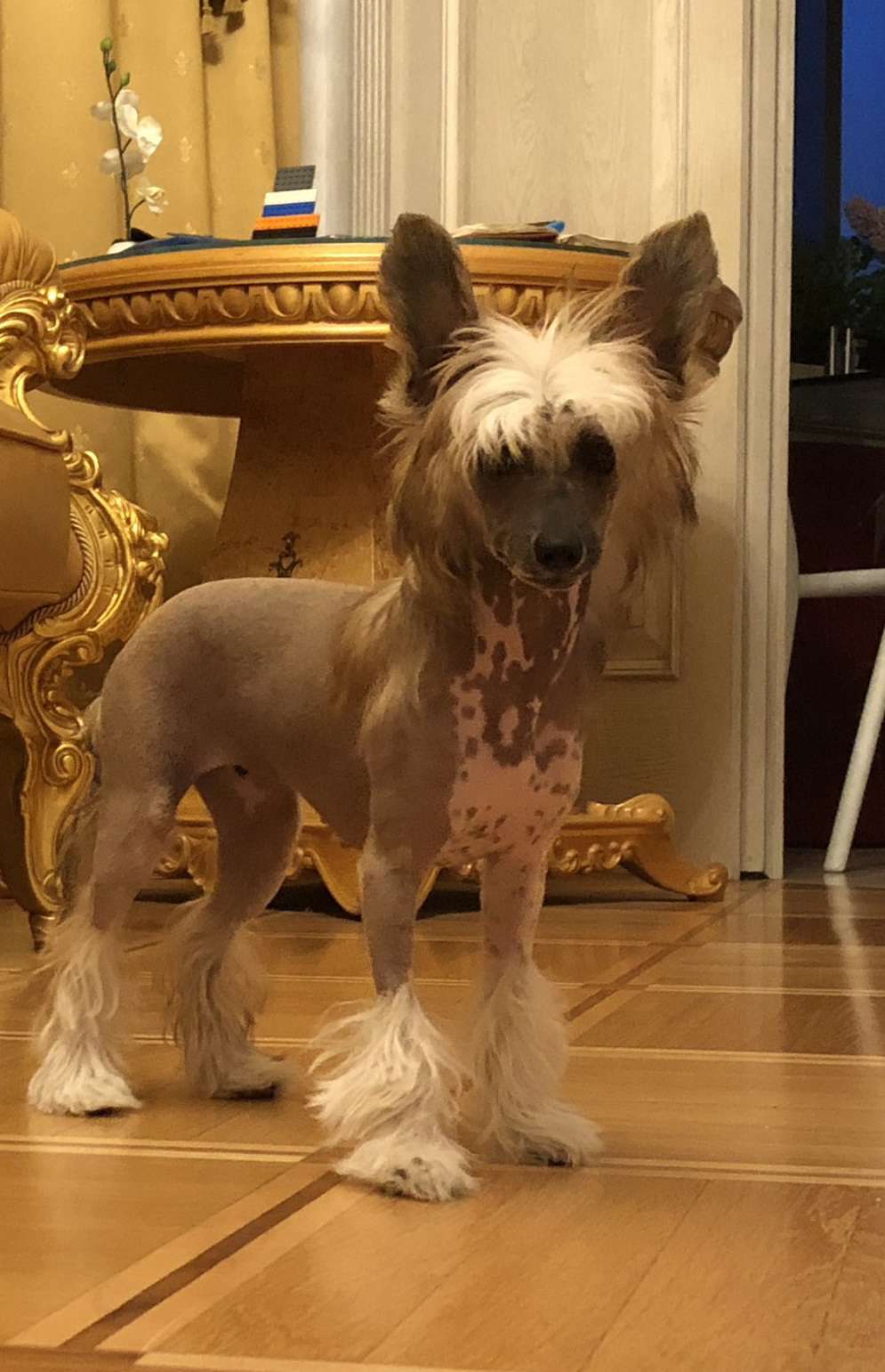 Sapfir iz Tsarskogo Sela Yakitori