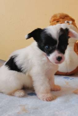 Fundoklia-völgyi Kaszanics Alice