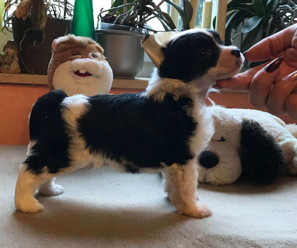 Fundoklia-völgyi Kaszanics Lillian